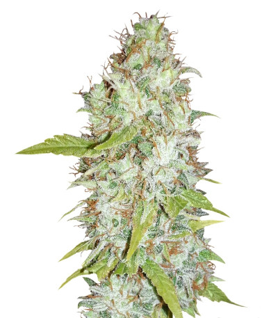 Семена сорта Afghan Kush X Skunk fem (World of Seeds)