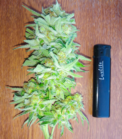 Семена сорта Tangerine Dream fem (Barney's Farm)