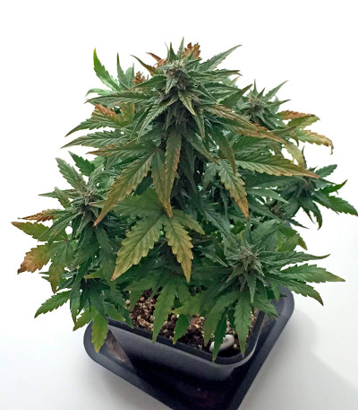 Семена сорта Roadrunner Autoflowering fem