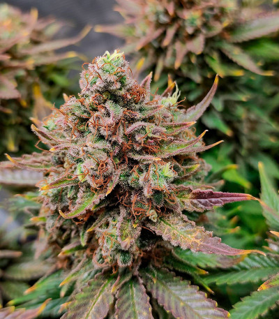 Семена сорта Sexy Cinderella fem (Семяныч)