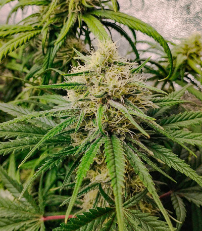 Семена сорта Sexy Cinderella fem (Семяныч)