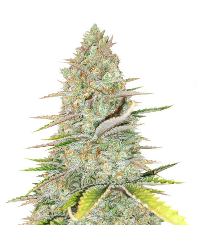 Семена сорта Monster Gelato Auto (Monster Genetics)