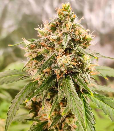 Семена сорта Wedding Cake Autoflower fem (Easy Grow Seeds)