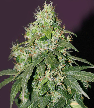 Семена сорта CBD Auto 20:1 fem (FastBuds)