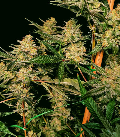 Семена сорта Auto Amnesium fem (Victory Seeds)