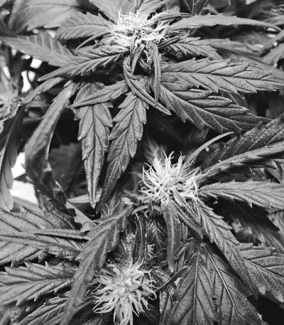 Семена сорта Blue Mystic fem (Nirvana Seeds)