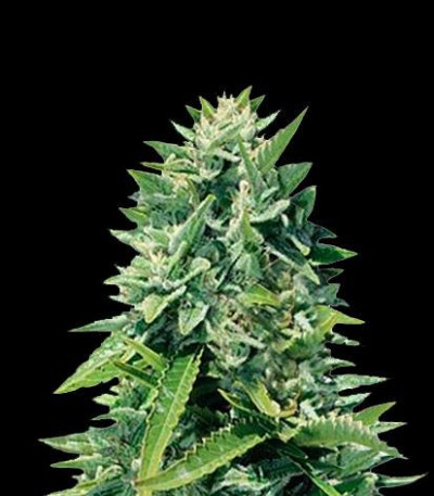 Семена сорта Crystal Queen fem (Vision Seeds)