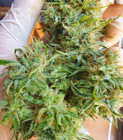 Семена сорта Original Berry fem (Victory Seeds)