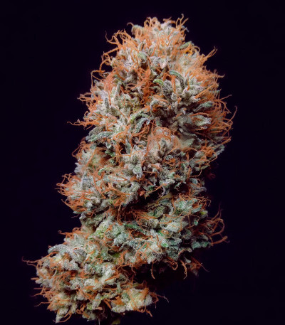 Семена сорта Zookies fem (7CH American)