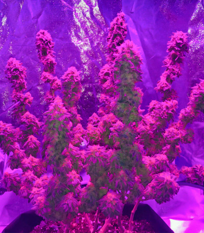 Семена сорта Eleven Roses fem (Delicious Seeds)