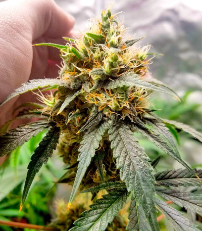 Семена сорта Red Diesel fem (Barney's Farm)