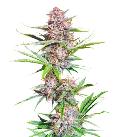 Семена сорта Bruce Banner Autoflower fem (Seedkeepers)