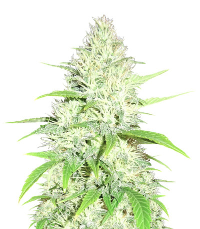 Семена сорта Amnesia Ganja Haze fem (Sumo Seeds)