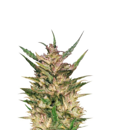 Семена сорта Passion #1 reg