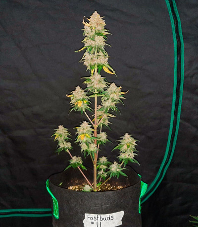 Семена сорта Tropicana Cookies Auto fem (FastBuds)