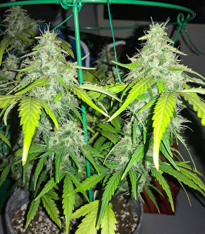 Семена сорта Auto Gorilla fem (00 Seeds)