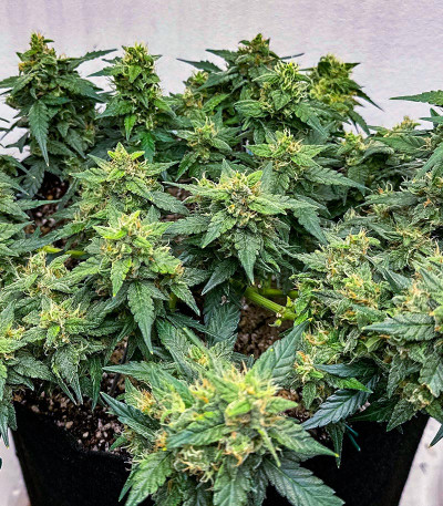 Семена сорта Bruce Banner #3 Auto fem (Herbies Seeds)