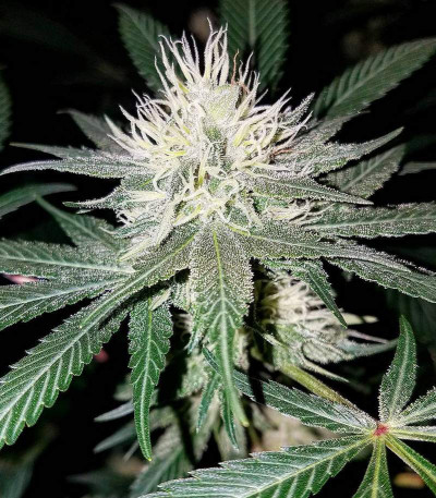 Семена сорта Critical Impact fem (Vision Seeds)