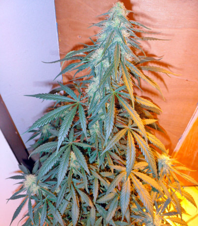 Семена сорта Damnesia Autoflowering fem (Strain Hunters)