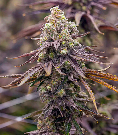 Семена сорта Miracle Alien Cookies fem (7CH American)