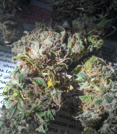 Семена сорта O.G. Kush fem (Royal Queen Seeds)