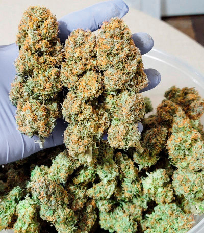 Семена сорта Power Plant X fem (Семяныч)