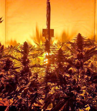 Семена сорта Pure Power Plant reg (Nirvana Seeds)