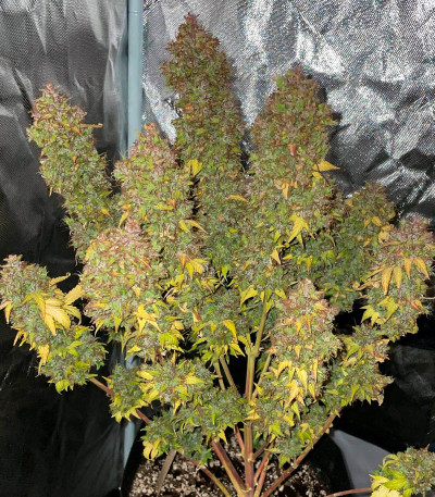 Семена сорта Siberian Sunset Auto fem (Семяныч)