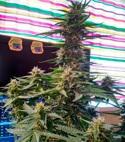 Семена сорта Amnesia Lemon Auto fem (Семяныч)