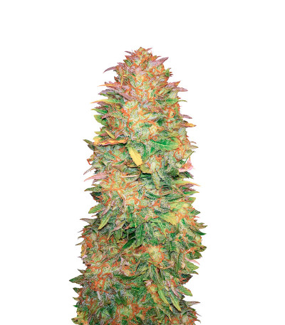 Семена сорта CBD Auto White Widow fem (Dutch Passion)