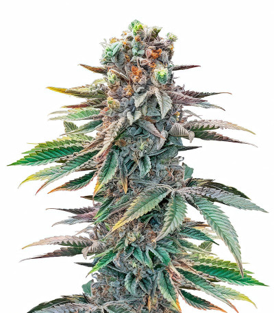 Семена сорта Pink Sunset Auto by Sherbinskis fem от Silent Seeds