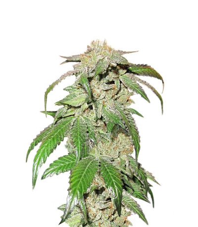 Семена сорта Canadian Kush fem