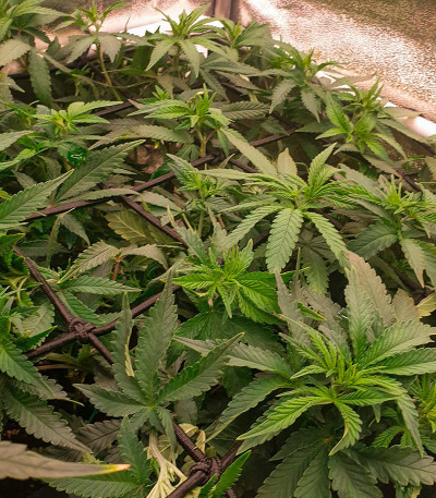 Семена сорта Sour Strawberry fem (Barney's Farm)