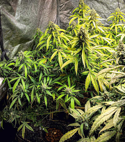 Семена сорта Stardawg auto fem (FastBuds)