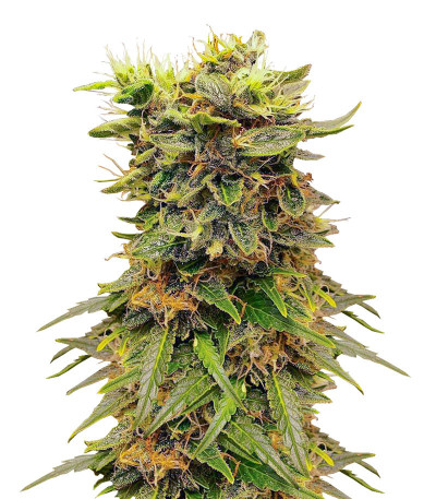 Семена сорта конопли Snow White Amsterdam