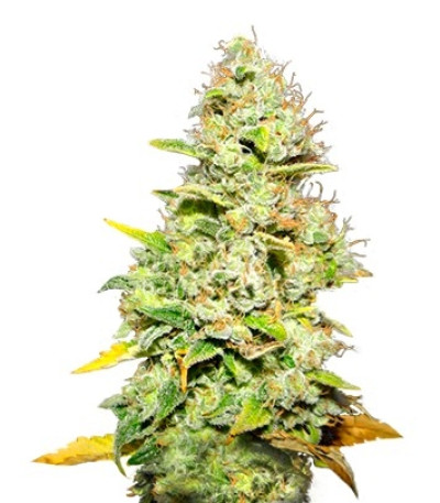 Семена сорта White Widow fem (Medical Seeds)