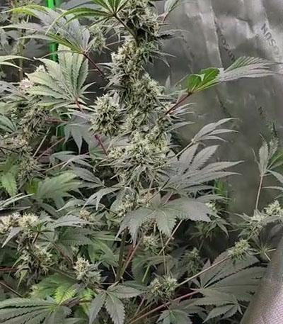 Семена сорта Gushers fem (7CH Seeds & Advanced Seeds)