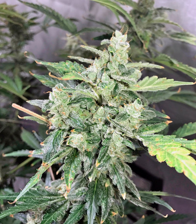Семена сорта Auto Anesthesia fem (Pyramid Seeds)
