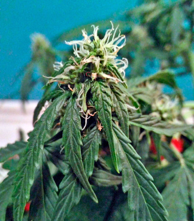 Семена сорта Fruit Punch Auto fem (Heavyweight Seeds)