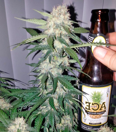 Семена сорта Cheese Berry fem