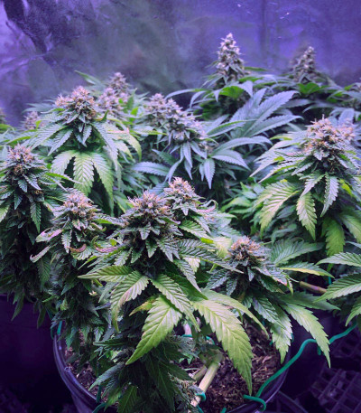 Семена сорта Northern Lights fem (Pyramid Seeds)