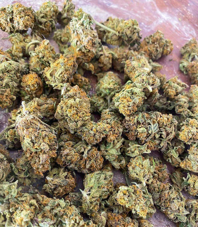 Семена сорта Sith OG fem (AlphaFem Seeds)