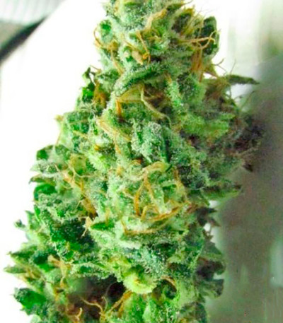 Семена сорта Urban Poison fem (Nirvana Seeds)