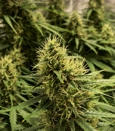 Семена сорта LSD auto fem (Семяныч)