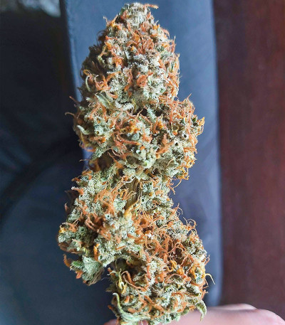 Семена сорта Auto Green Wild Shark fem (Victory Seeds)