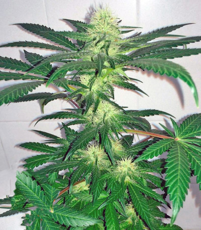 Семена сорта Critical Kush Auto fem (Barney's Farm)