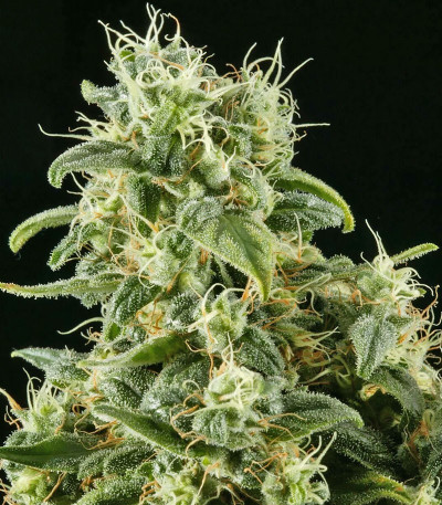 Семена сорта Himalaya Gold fem (Семяныч)