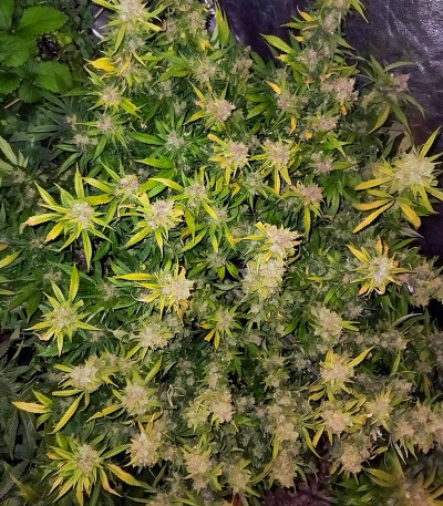 Семена сорта Super Mazar fem (Victory Seeds)
