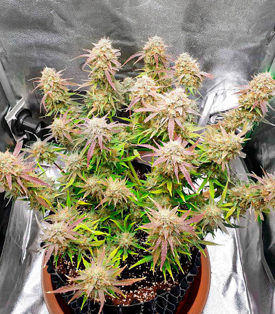 Семена сорта Wedding Cake fem (Семяныч)