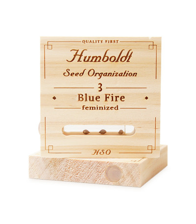 Семена сорта Blue Fire fem (Humboldt Seeds)